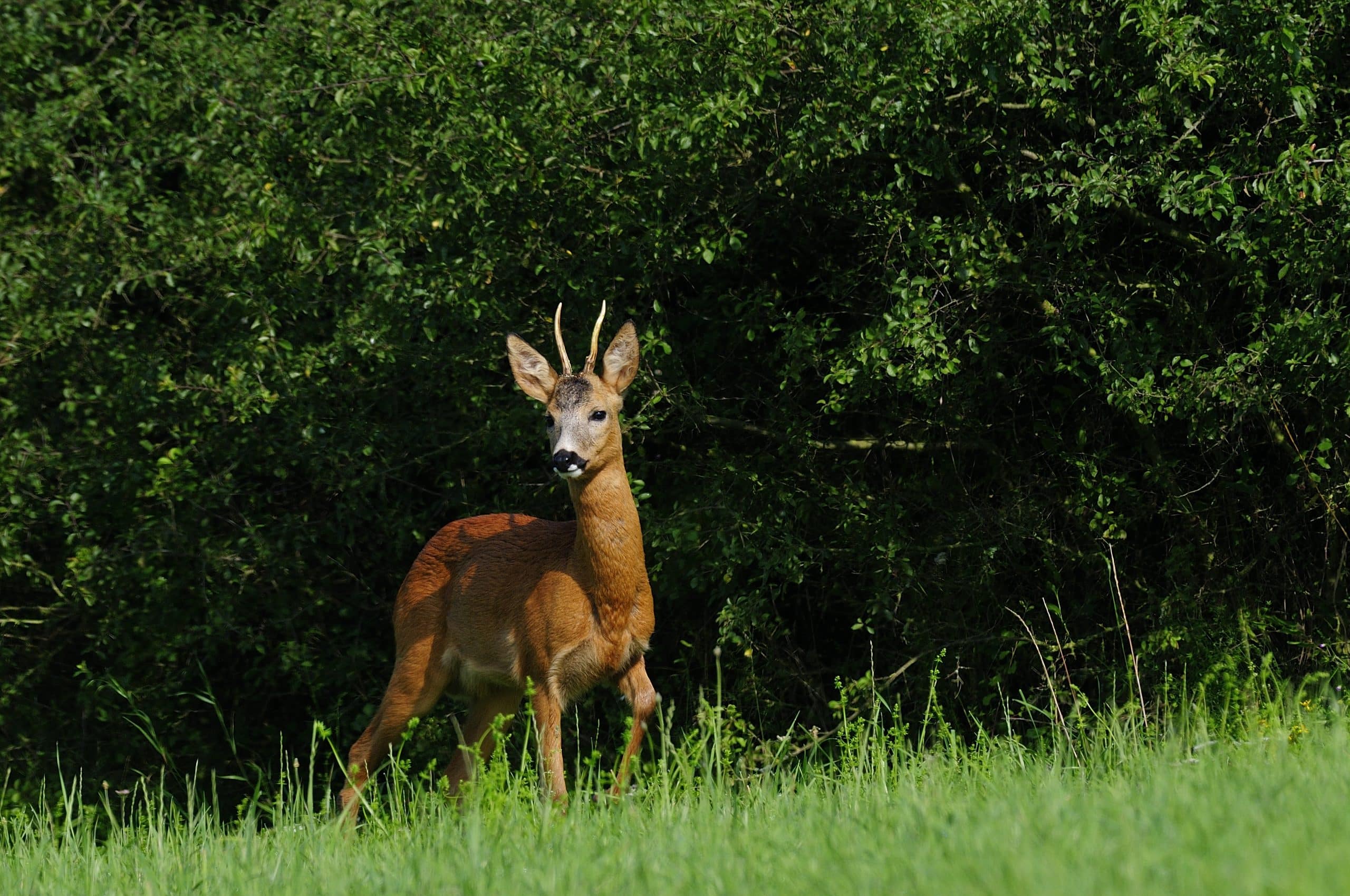 Ein junges Reh mit kleinem Geweih steht aufmerksam im grünen Gras, im Hintergrund sind dichte, belaubte Büsche zu sehen.